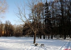 "Дерево Мира"