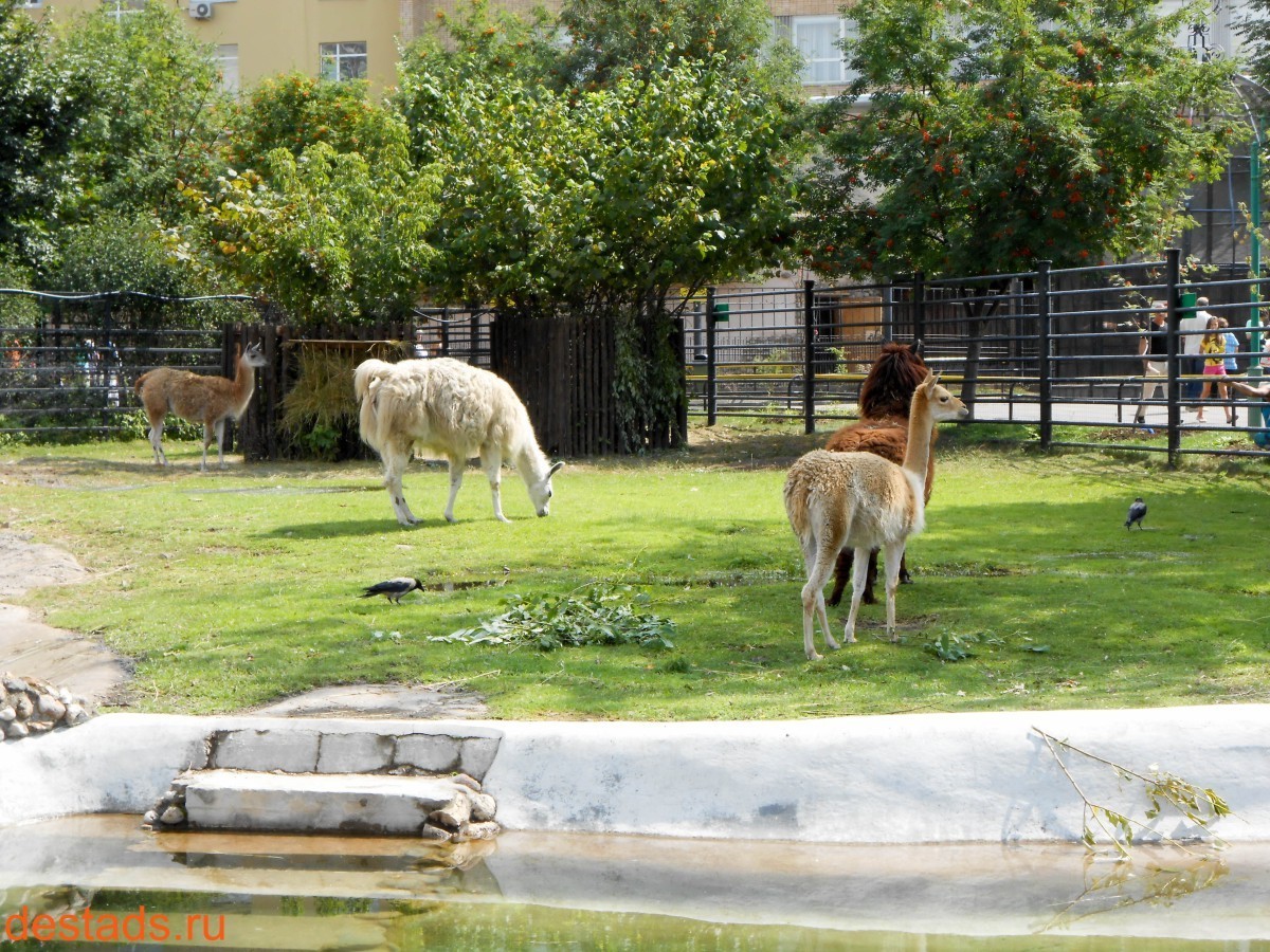 зоопарк в москве большая грузинская