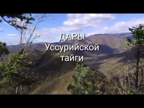 Парк ДОРА в Уссурийске