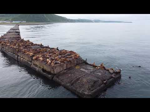 Лежбище морских сивучей на морском брекватере Невельска. Остров Сахалин.