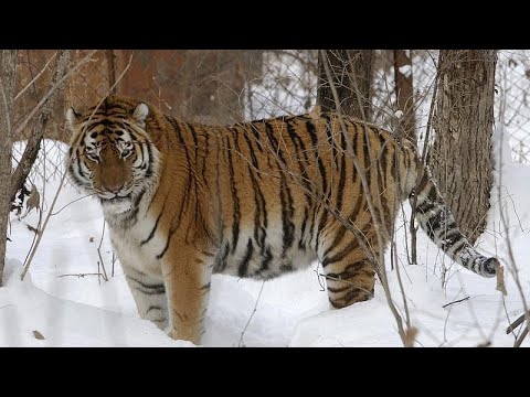 Памятник уссурийским тиграм на трассе Владивосток - Уссурийск